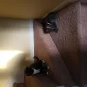 Le Fishy's Home