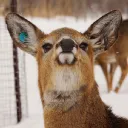 Deer Friend's Hangout