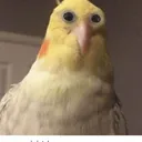 The Birb House
