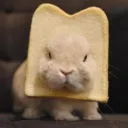 Rabbitovo Discord 🐰