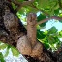 pau no cu de qm ta lendo