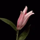 LilianaStar's Space Garden