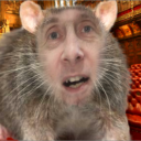 rat colony