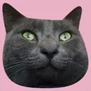my-cats Official Discord