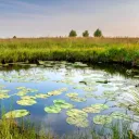The Frog Pond