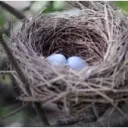 Bird's Nest