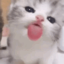 /kitties ♡