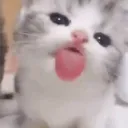/kitties ♡