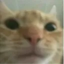 canerin yeri ama twitterdakiler için