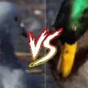 PatosVsPombos