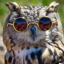 Owl's Discord