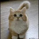 Dancing Cats World