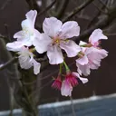 植物の樂趣-動物、昆蟲、蕈菇