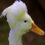 DuckSMP