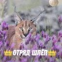 👑Отряд Шлёп:)👑