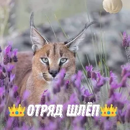 👑Отряд Шлёп:)👑 — мониторинг Discord сервера, статистика и рейтинг