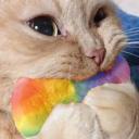 Verfressene Katzen