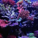 The Aquarium