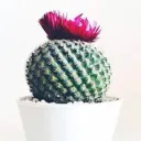 Cactimporium