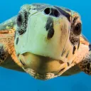 Turtle Cult Discord Server