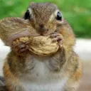 Squirrels_Den