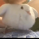 Thicc bird religion Server Icon