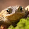 The House of Toad