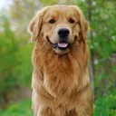 PUPPYDOG PETTING CENTRE SOTNA Centrelink: The Order of John