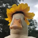 Sininhos 🔔