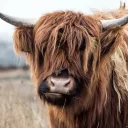 Yak Herders