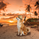 Doge land