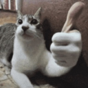 Idiot's Asylum Discord server icon