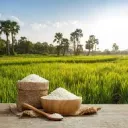 Rice Farm