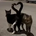 lil kittens | Social • Emotes ... Discord Server Icon