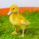 The DUCK Cult