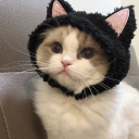 ₊˚ᘏ🍜﹕cats． 𓂃 ꜝꜝ