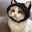 ₊˚ᘏ🍜﹕cats. 𓂃 ꜝꜝ