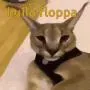 kalcord (floppacord) ((kumzone))
