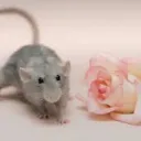 Rat Server