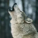The Wolf Den