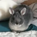 bunny gang fanclub 🐰😈💋