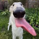dubstep Dog hq