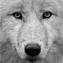 Alpha Trading Discord Server Icon