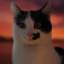Cat island /ᐠ｡ꞈ｡ᐟ\