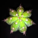 San Pedro Cactus