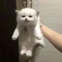 🍥🍥