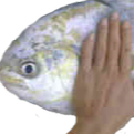 fish Server Icon