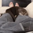 cool otters