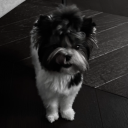 lizarrr_ fam icon