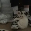 ⛓・ᖭི༏ᖫྀ Kurkio ?! — rvmp